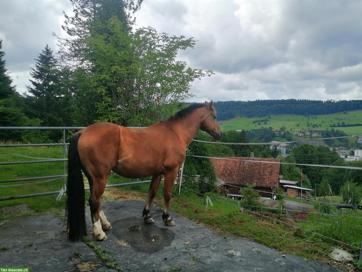 Bild 3: Freizeit-Reiten mit Handpferd 🐴 2 Pferde suchen dich/euch