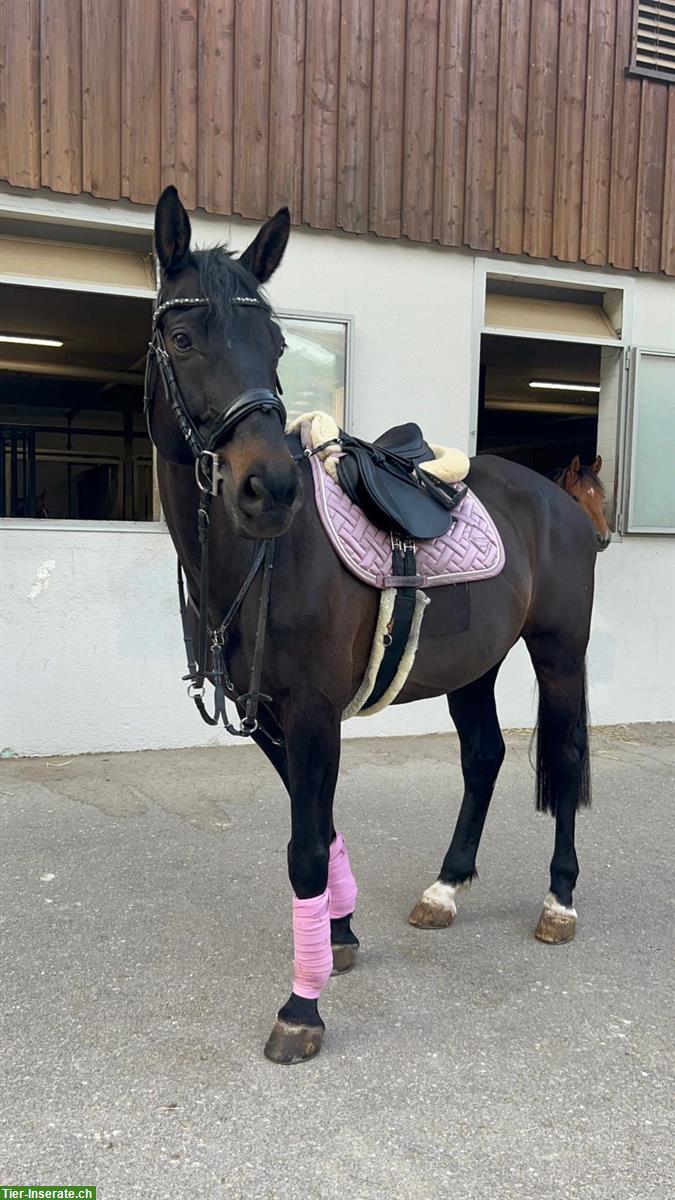 Lieber Schweizer Warmblut Wallach, 12-jährig zu verkaufen