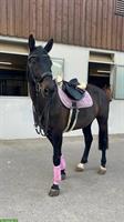 Lieber Schweizer Warmblut Wallach, 12-jährig zu verkaufen