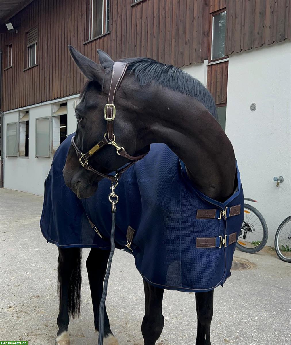 Bild 4: Lieber Schweizer Warmblut Wallach, 12-jährig zu verkaufen