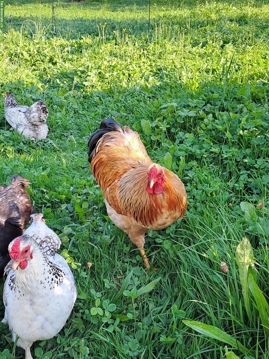 GRATIS: Zwerg Wyandotten Hahn zu verschenken