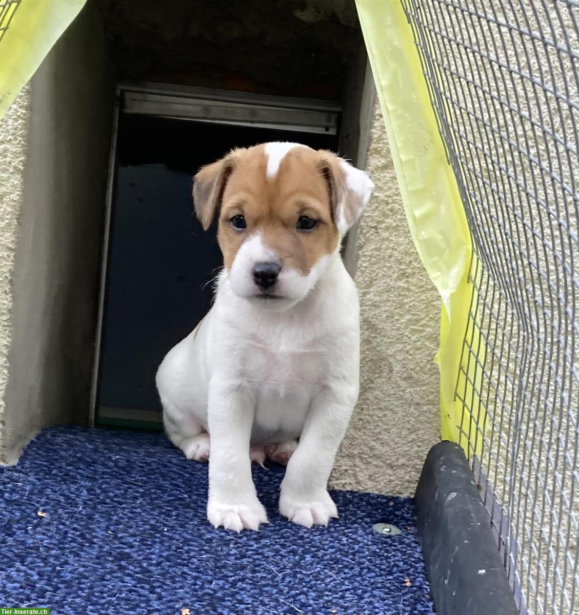 Parson Russell Terrier Welpen, Rüde