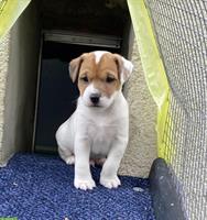 Parson Russell Terrier Welpen, Rüde