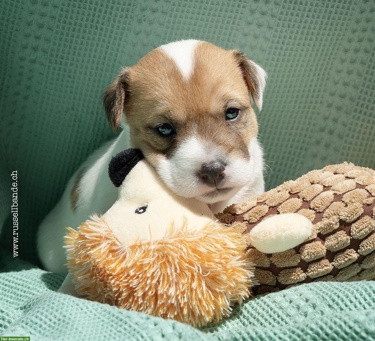 Bild 2: Parson Russell Terrier Welpen, Rüde