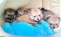 Pomeranian Welpen an Tierliebhaber zu verkaufen