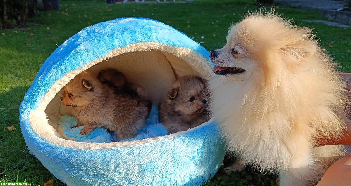Bild 2: Pomeranian Welpen an Tierliebhaber zu verkaufen