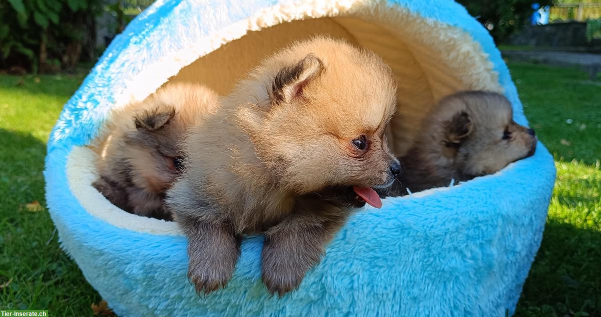 Bild 3: Pomeranian Welpen an Tierliebhaber zu verkaufen