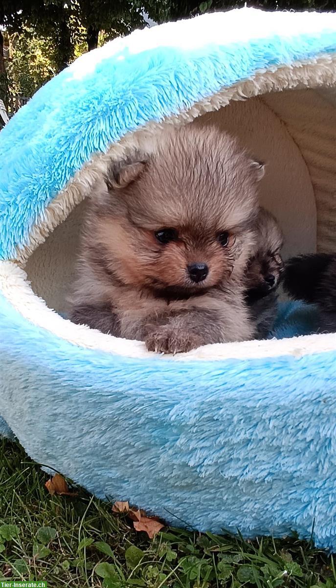 Bild 4: Pomeranian Welpen an Tierliebhaber zu verkaufen