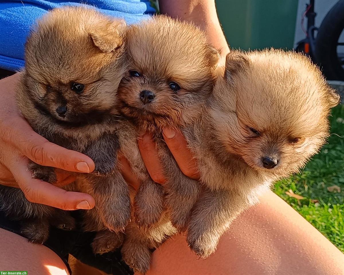 Bild 5: Pomeranian Welpen an Tierliebhaber zu verkaufen