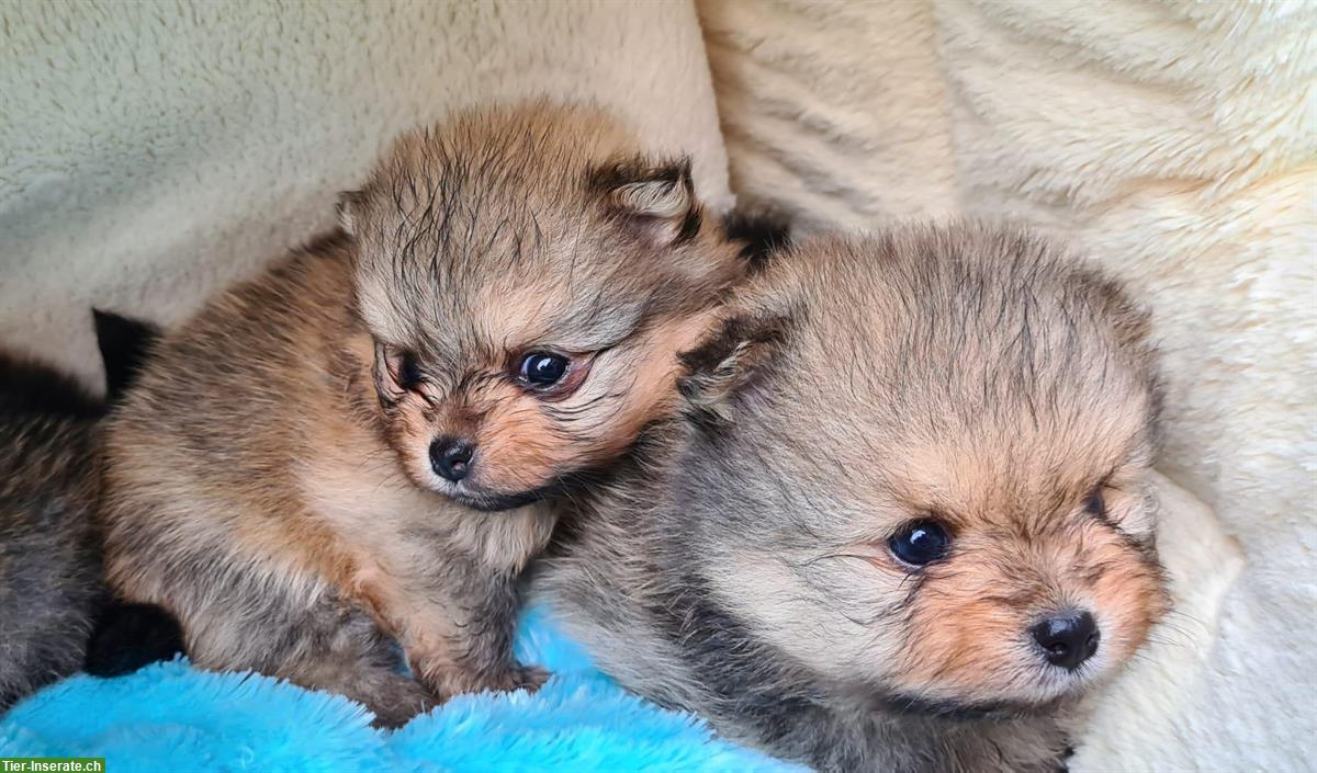 Bild 6: Pomeranian Welpen an Tierliebhaber zu verkaufen