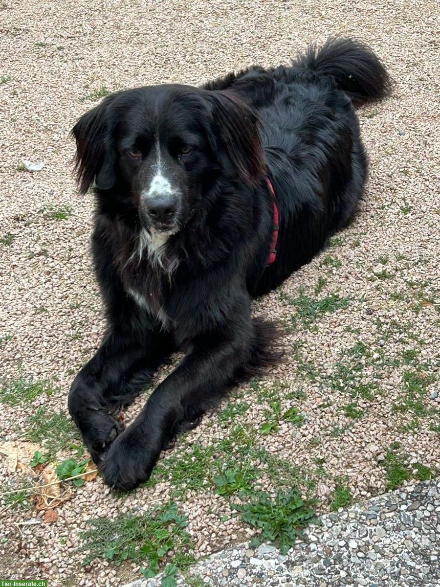 Bild 2: Berner Sennenhund x Golden Retriever Hündin sucht Zuhause