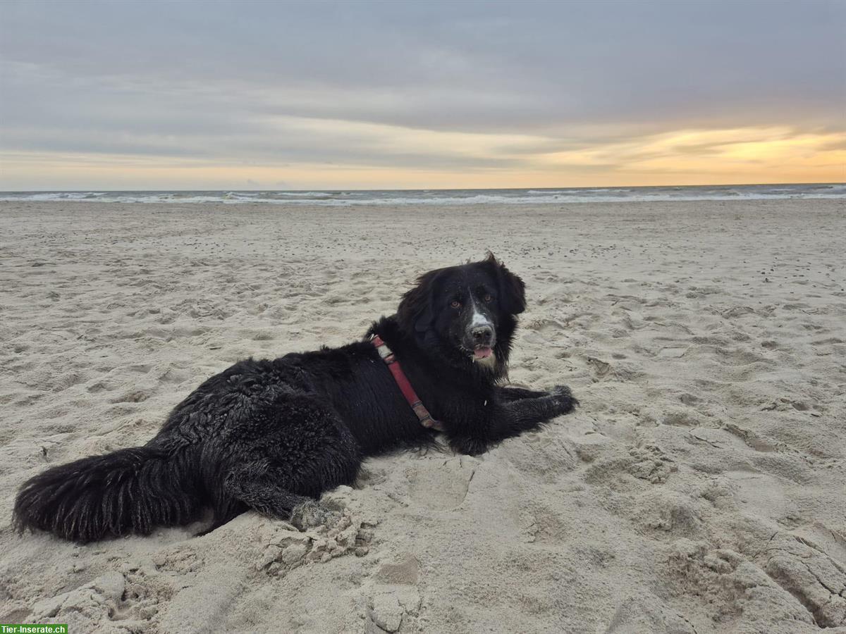 Bild 3: Berner Sennenhund x Golden Retriever Hündin sucht Zuhause