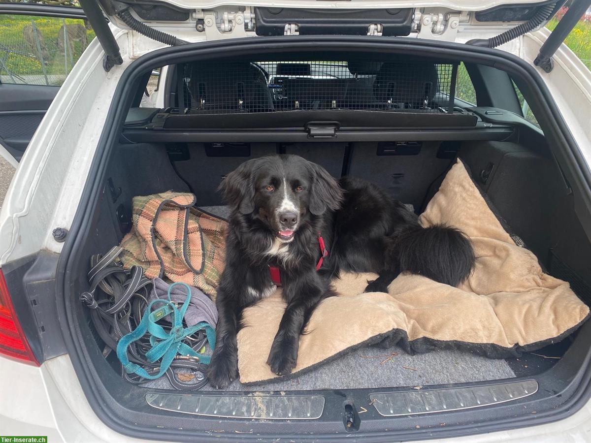 Bild 4: Berner Sennenhund x Golden Retriever Hündin sucht Zuhause