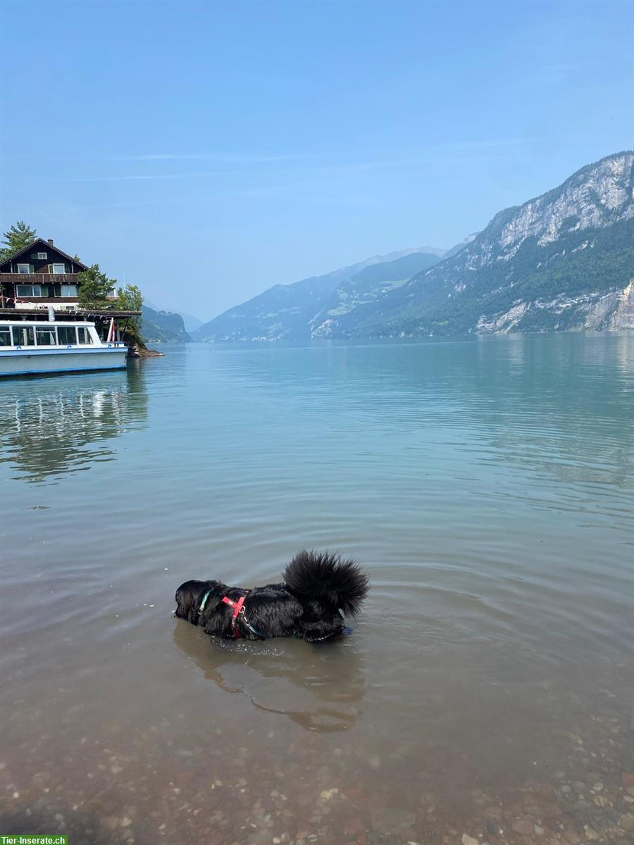Bild 5: Berner Sennenhund x Golden Retriever Hündin sucht Zuhause