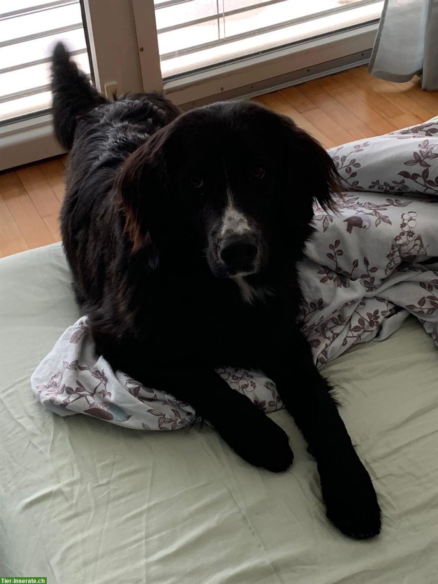 Bild 6: Berner Sennenhund x Golden Retriever Hündin sucht Zuhause