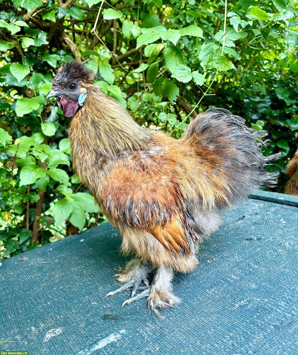 GRATIS: Zwergseiden Hahn, 1/2 Jahr, lieb und zahm