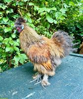 GRATIS: Zwergseiden Hahn, 1/2 Jahr, lieb und zahm