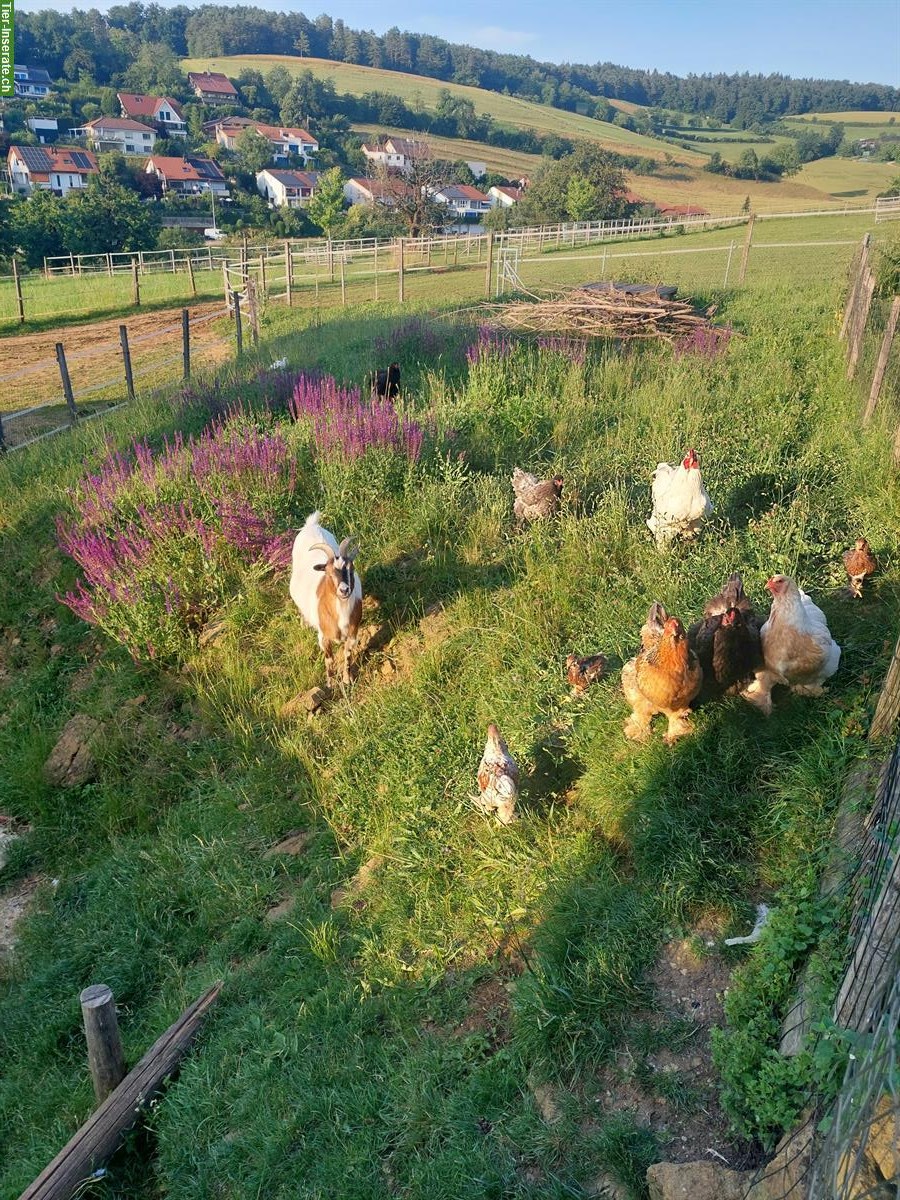 Wunderschöne Brahma Hühner und Hähne zu verkaufen
