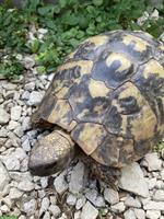 Griechische Landschildkröte Weibchen, 45-jährig, THB