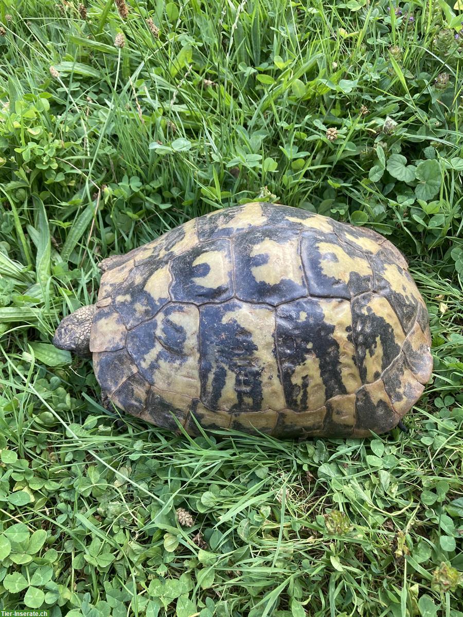 Bild 2: Griechische Landschildkröte Weibchen, 45-jährig, THB