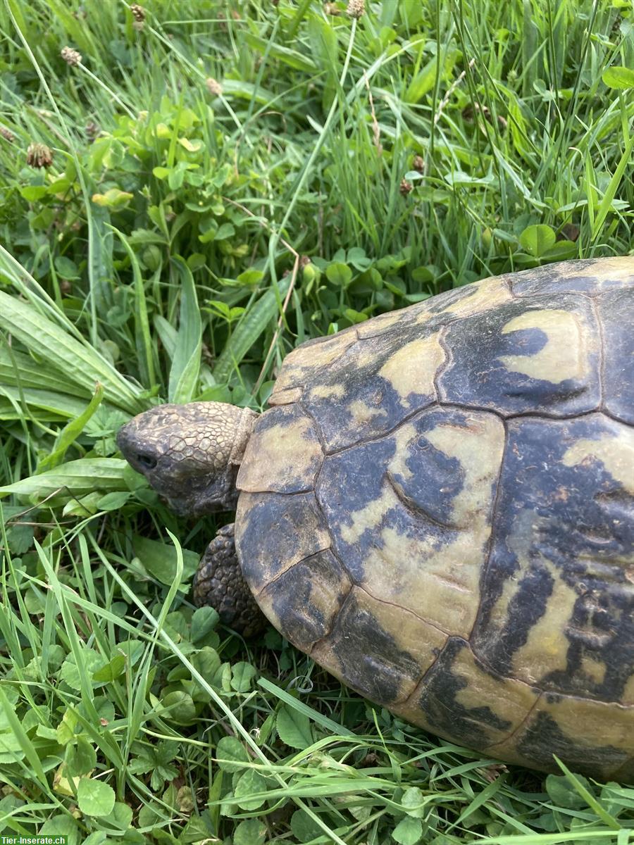 Bild 3: Griechische Landschildkröte Weibchen, 45-jährig, THB
