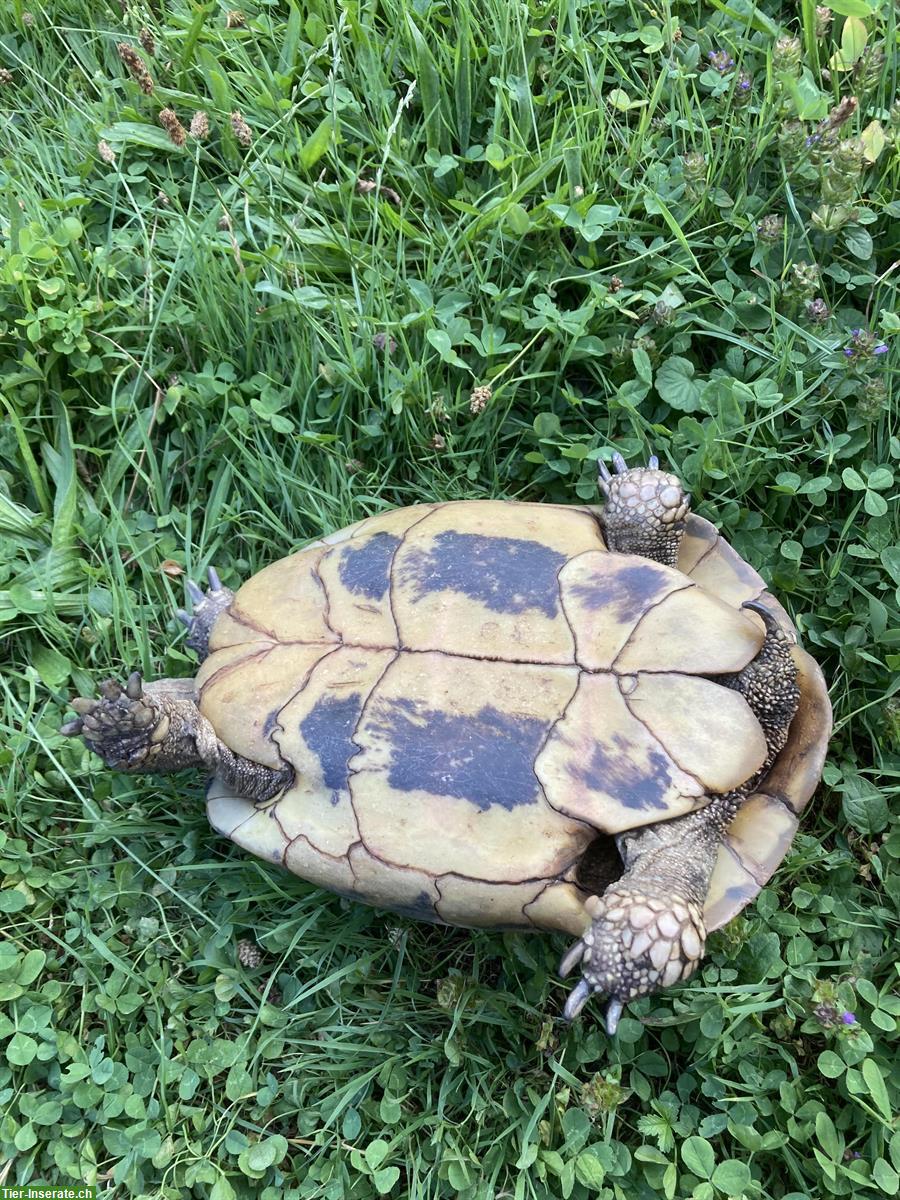 Bild 5: Griechische Landschildkröte Weibchen, 45-jährig, THB