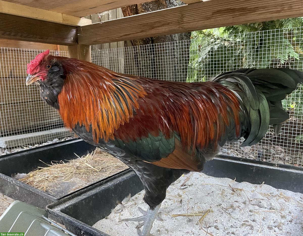 GRATIS: Appenzeller Barthuhn Hahn sucht ein Zuhause