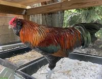 GRATIS: Appenzeller Barthuhn Hahn sucht ein Zuhause