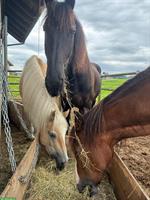 2 Reitbeteiligungen zu vergeben in Oetwil am See ZH