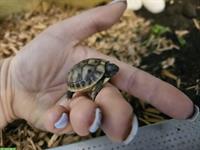 Griechische Landschildkröten Babys zu verkaufen