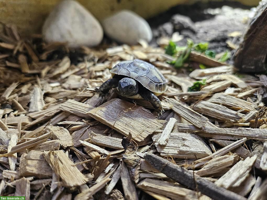 Bild 2: Griechische Landschildkröten Babys zu verkaufen