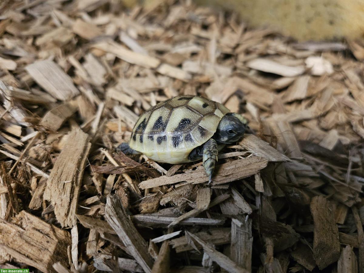 Bild 3: Griechische Landschildkröten Babys zu verkaufen