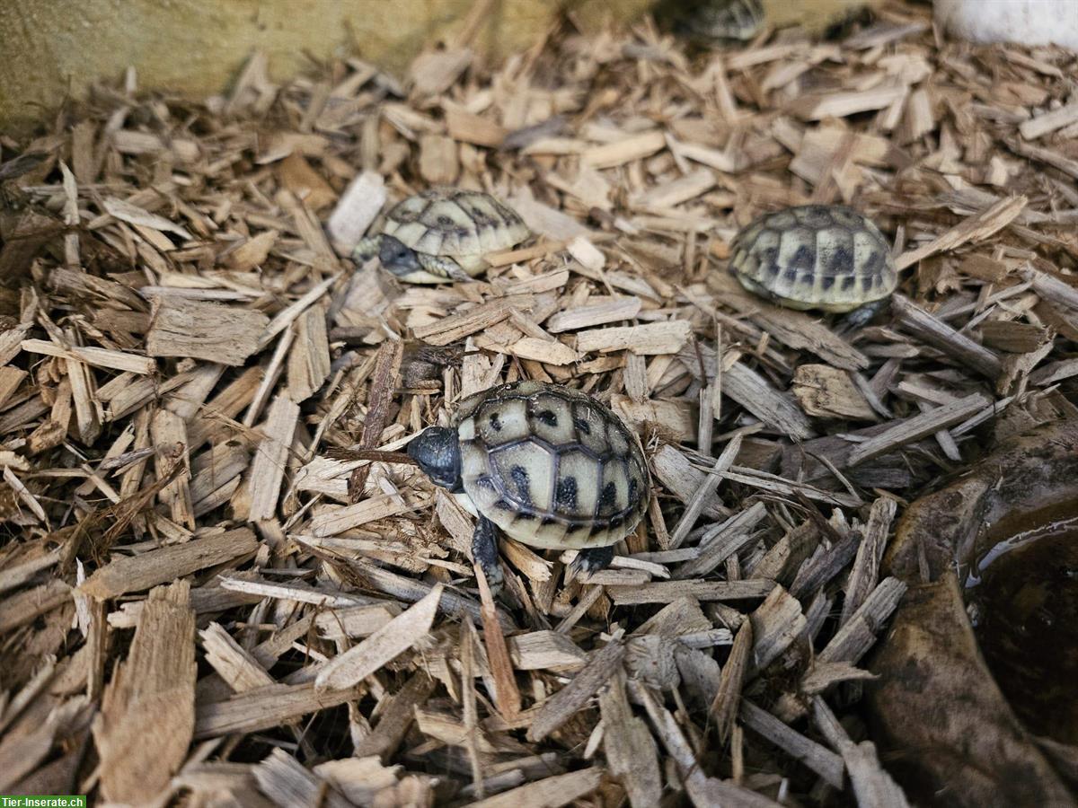 Bild 4: Griechische Landschildkröten Babys zu verkaufen