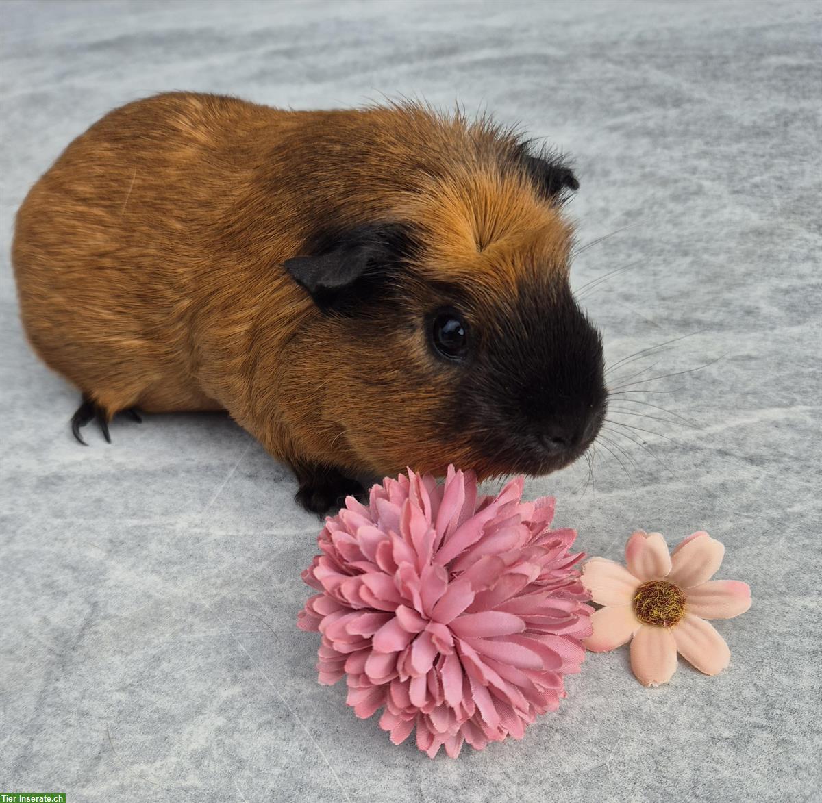 Califonia crested Meerschweinchen Weibchen