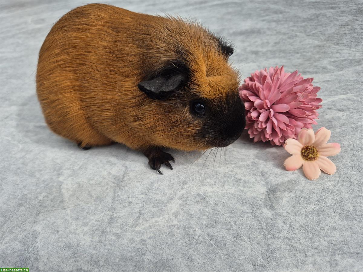 Bild 3: Califonia crested Meerschweinchen Weibchen