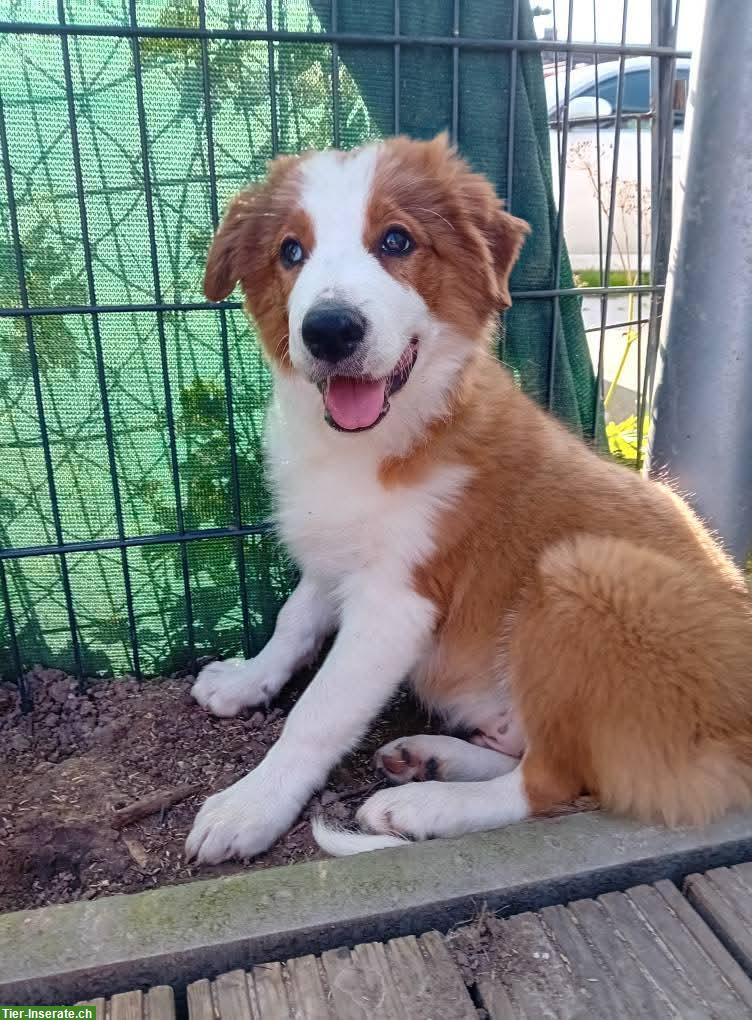 Border Collie Rüde in gute Hände zu verkaufen