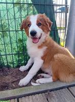 Border Collie Rüde in gute Hände zu verkaufen