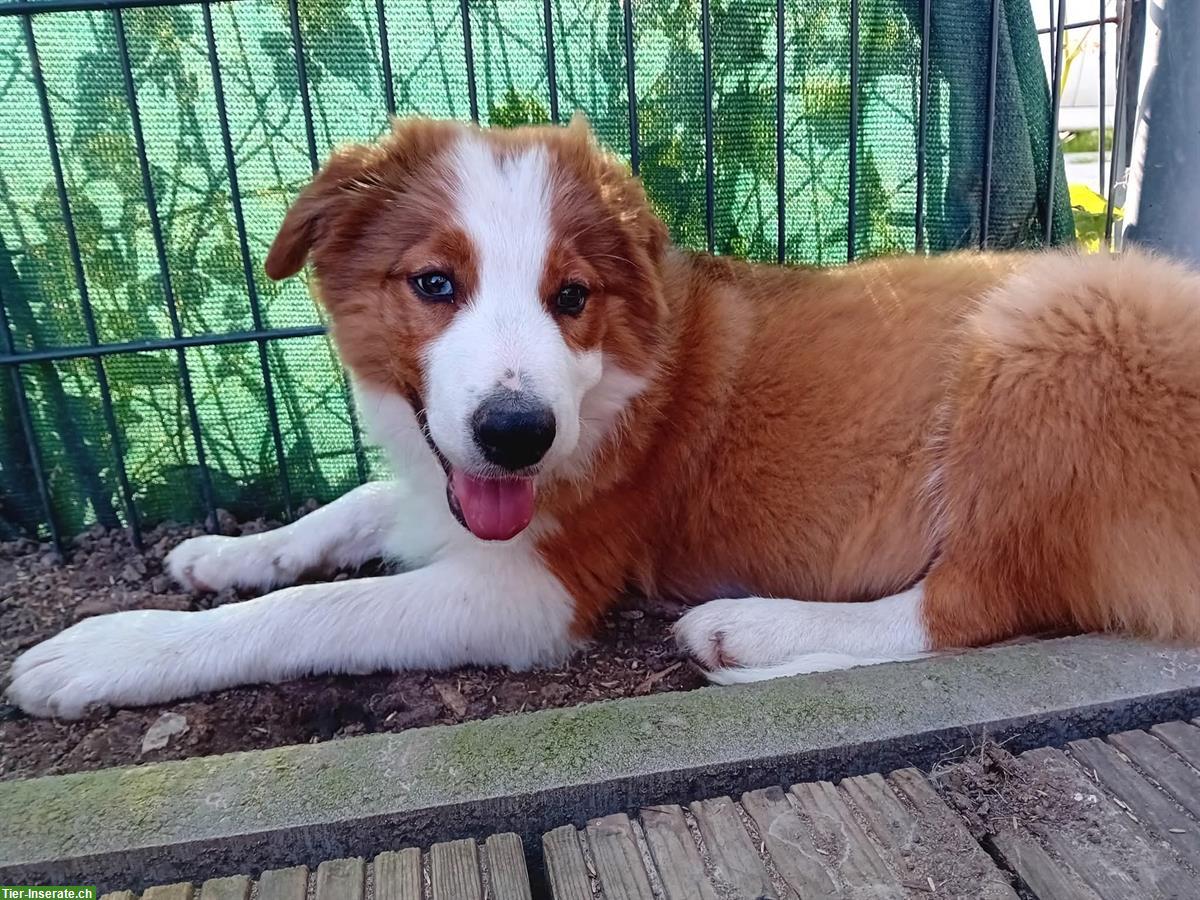 Bild 3: Border Collie Rüde in gute Hände zu verkaufen