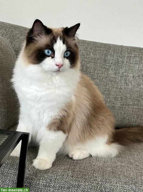 Ragdoll Kater Jamie & Archie suchen neuen Lebensplatz