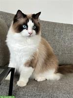 Ragdoll Kater Jamie & Archie suchen neuen Lebensplatz