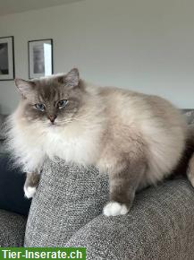 Bild 2: Ragdoll Kater Jamie & Archie suchen neuen Lebensplatz