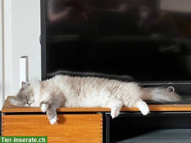 Bild 3: Ragdoll Kater Jamie & Archie suchen neuen Lebensplatz
