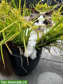 Bild 4: Ragdoll Kater Jamie & Archie suchen neuen Lebensplatz