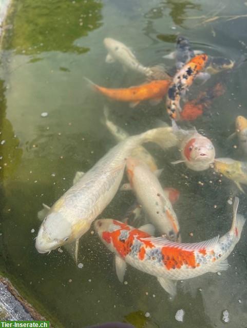 Diverese Koi Fische aus Platzgründen günstig abzugeben