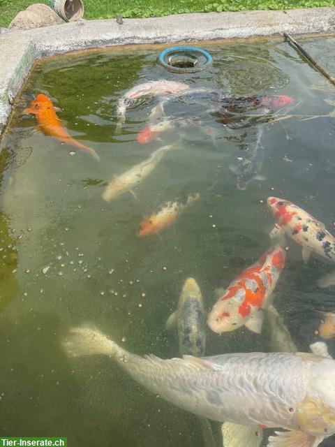 Bild 2: Diverese Koi Fische aus Platzgründen günstig abzugeben