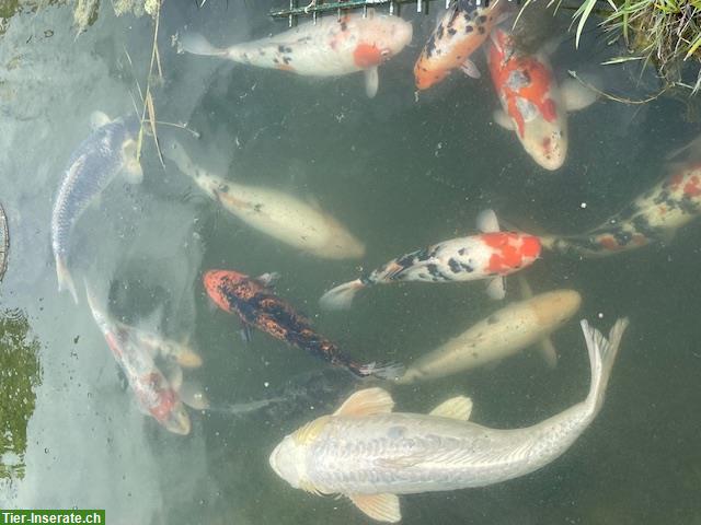 Bild 3: Diverese Koi Fische aus Platzgründen günstig abzugeben