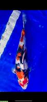 Konishi Koi - Showa, Weibchen, 1- 2 Jahre