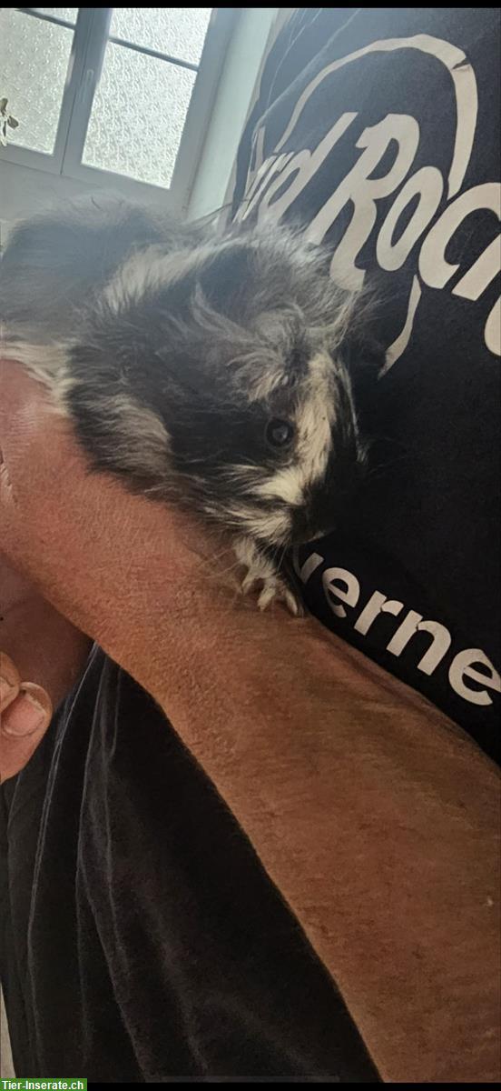 Baby Meerschweinchen Männlich und Weibchen