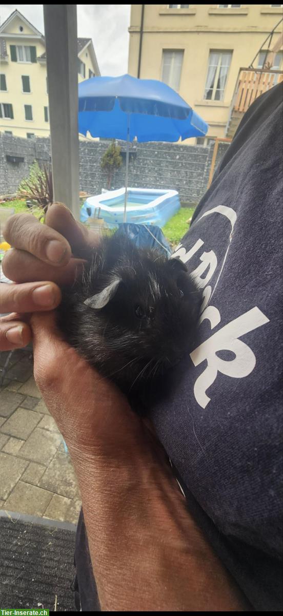 Bild 2: Baby Meerschweinchen Männlich und Weibchen