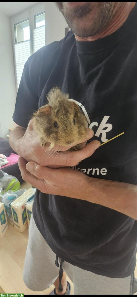 Bild 3: Baby Meerschweinchen Männlich und Weibchen